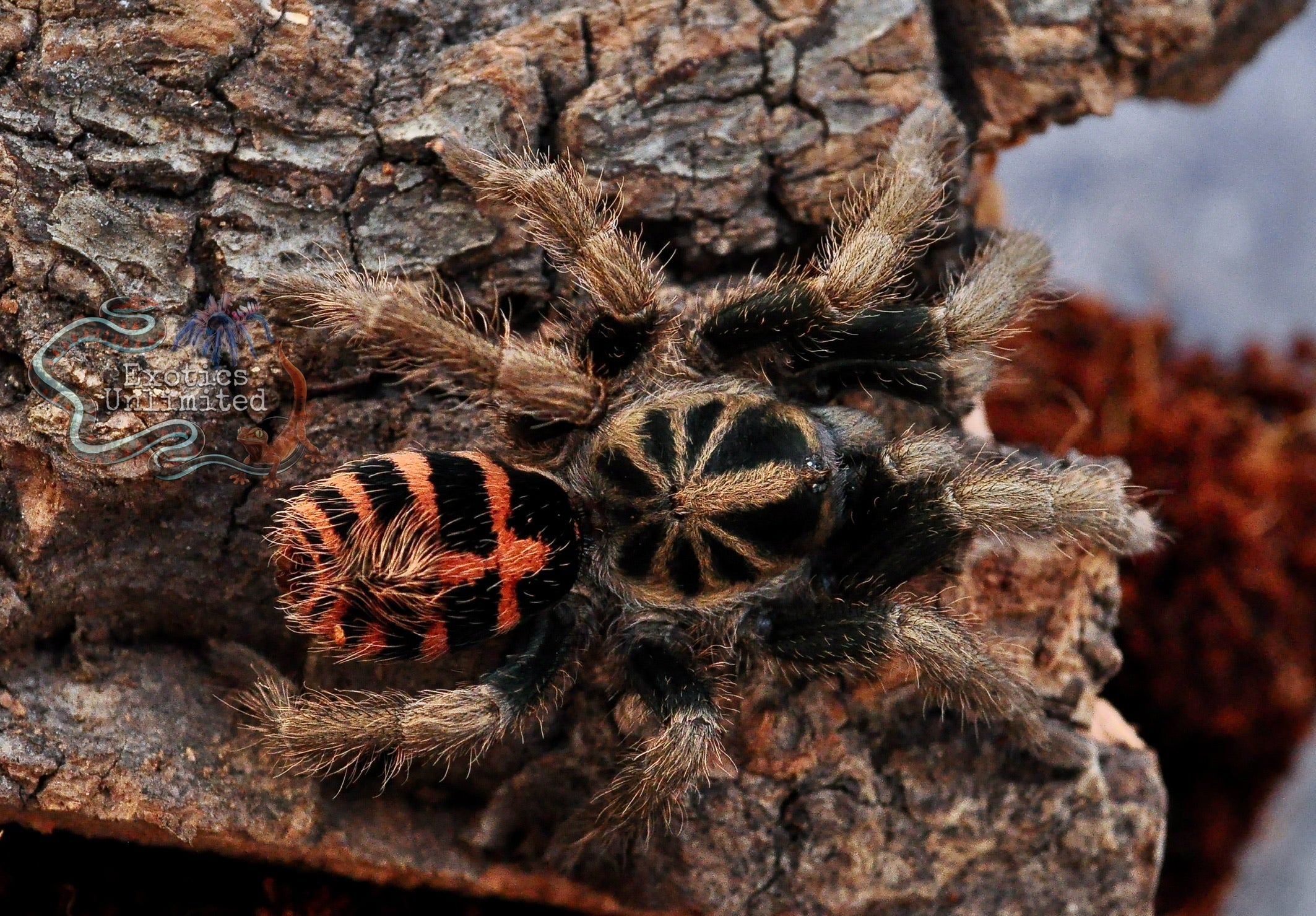 Best Dwarf Tarantulas for Sale | Exotics Unlimited