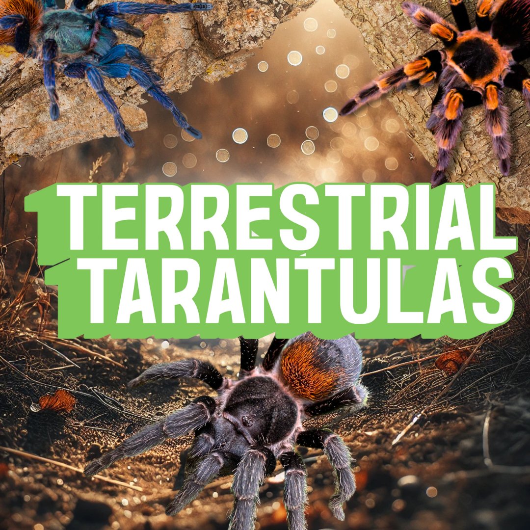 Best Terrestrial Tarantulas For Sale Exotics Unlimited Page best-terrestrial-tarantulas-for-sale-exotics-unlimited-page