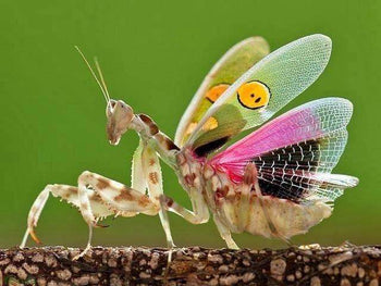 Asian Flower Mantis
