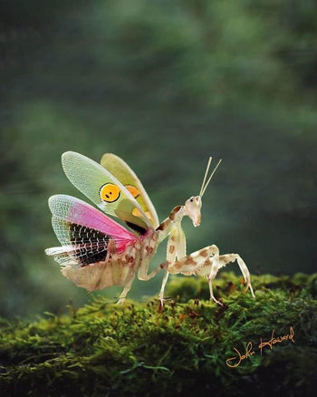Asian Flower Mantis