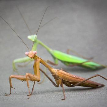 Asian Giant Mantis
