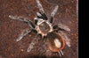 Brachypelma epicureanum