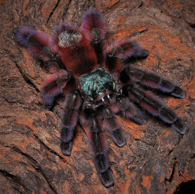 Caribena versicolor (Antilles Pink Toe Tarantula)
