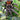 Homoeomma chilense (ex chilensis)(Euathlus sp. red) (Chilean Dwarf Flame Tarantula) about 3/4"