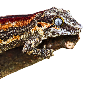 lizard-transparent