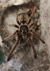 Silaka Four-Spot Baboon Tarantula