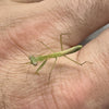 Hierodula venosa (Golden Mantis)