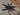 Lyrognathus giannisposatoi (Sumatran Stout Legged Tarantula)