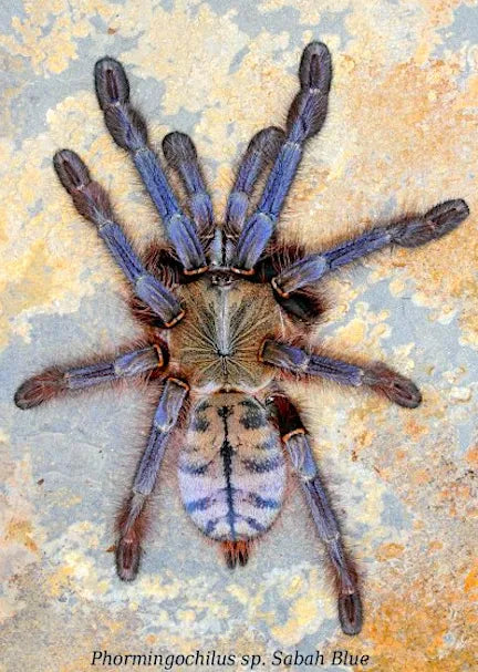Phormingochilus sp. Sabah Blue”ツリースパイダータランチュラ LS2cm程 ムカデセンチピードサソリカマキリマンティスウデムシ奇蟲蜘蛛