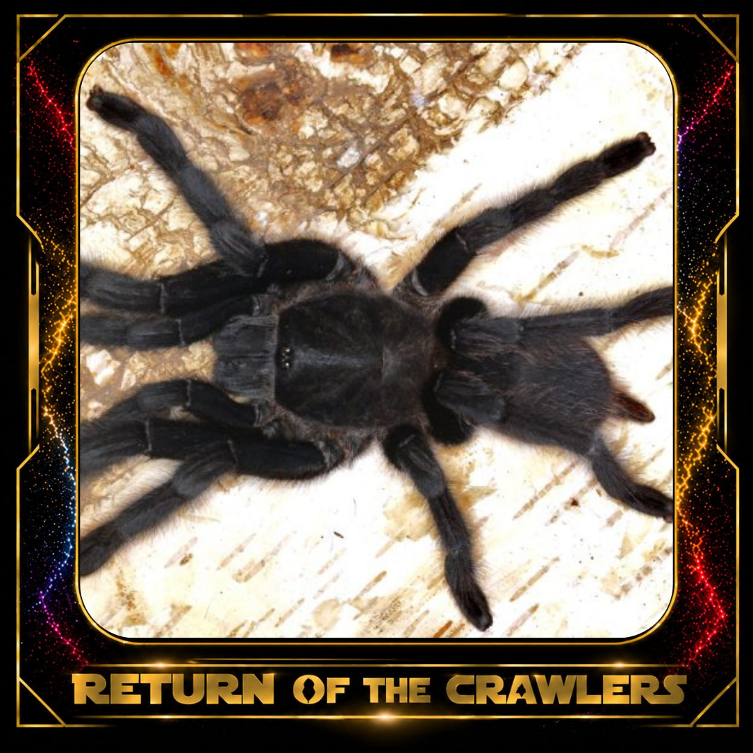Chilobrachys sp. 'Kaeng Krachan' (Dark Earth Tiger Tarantula) 0.75