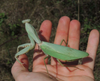 Giant Thai Shield Mantis