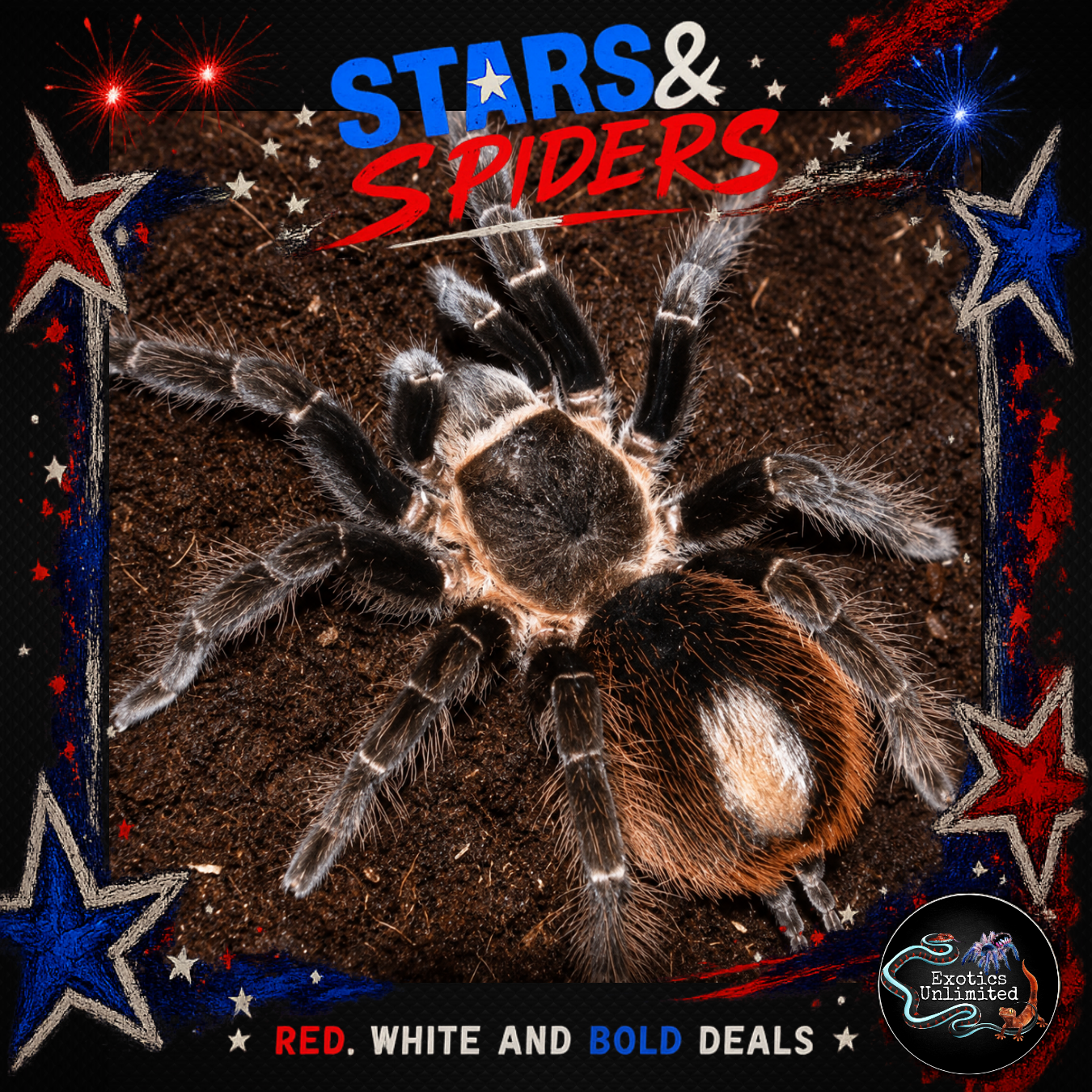 Tliltocatl epicureanus (Yucatan Rust-rump Tarantula) 0.5 Tliltocatl epicureanus (Yucatan Rust-rump Tarantula) 0.5