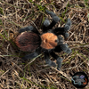 Brachypelma albiceps ( Golden Red Rump Tarantula)