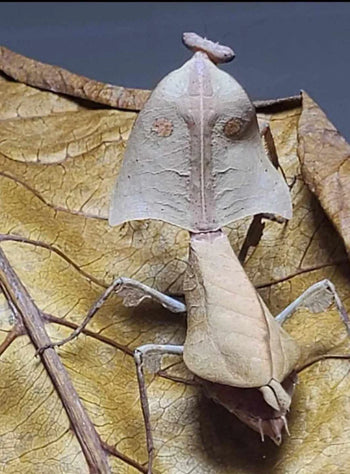 Vietnam Dead Leaf Back