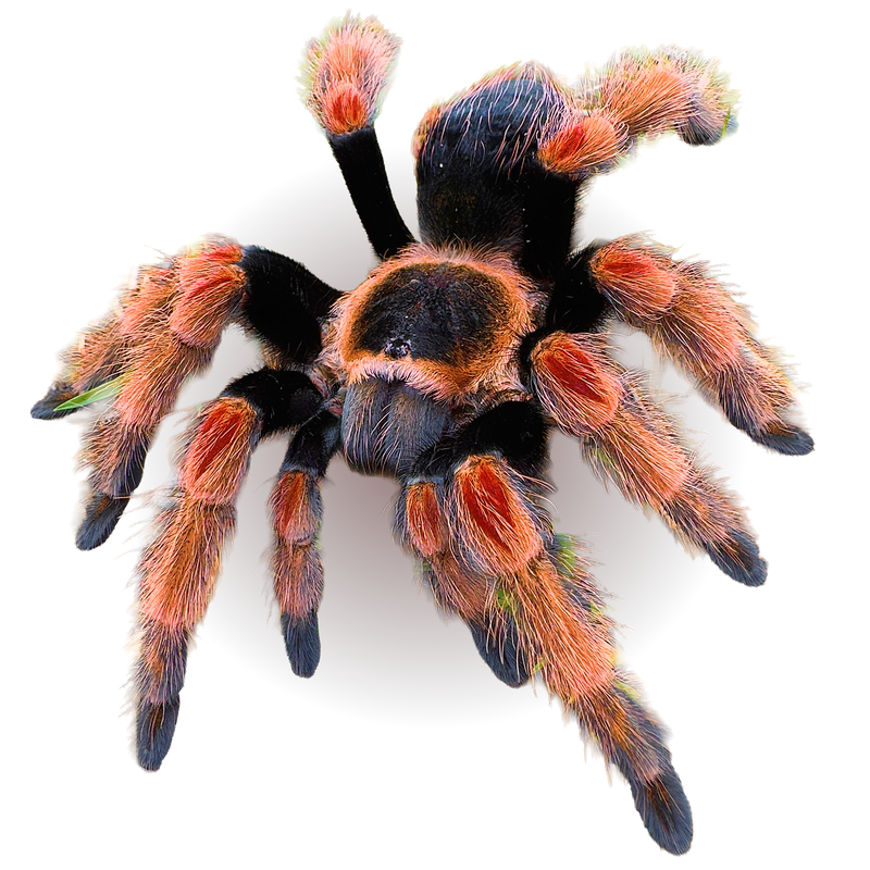 above-the-fold-tarantula-with-red