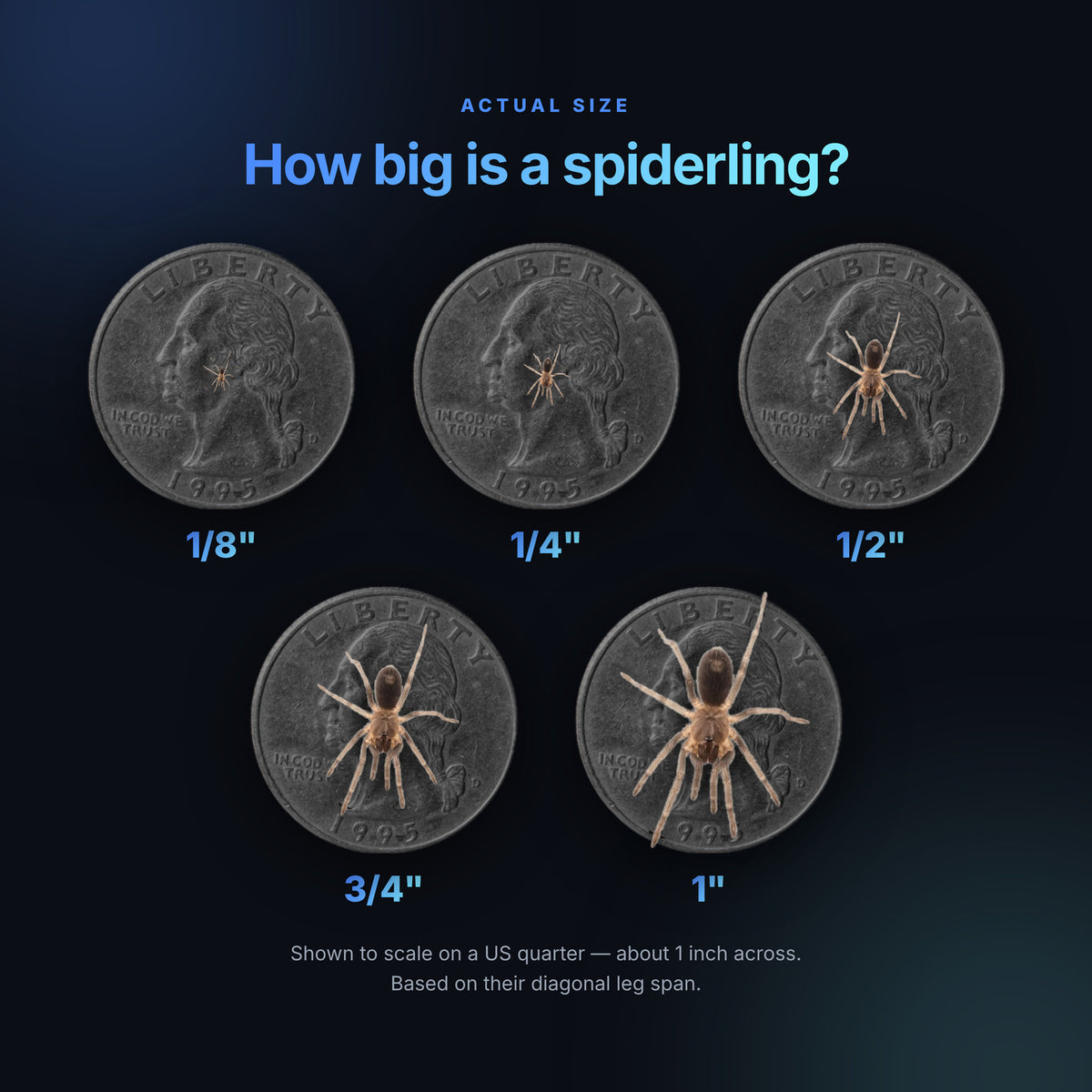 Tarantula spiderling size chart showing 1/8, 1/4, 1/2, 3/4 and 1 inch diagonal leg spans shown to scale on a US quarter