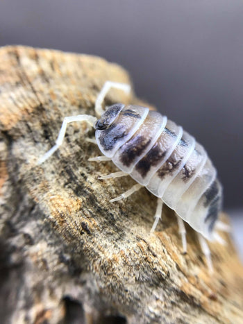 Porcellio Laevis "Dairy Cow"