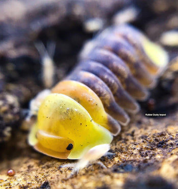 Cubaris Rubber Ducky