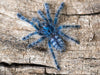 Caribena versicolor