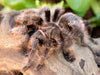 Tliltocatl albopilosus (Curly Hair Tarantula) 2"