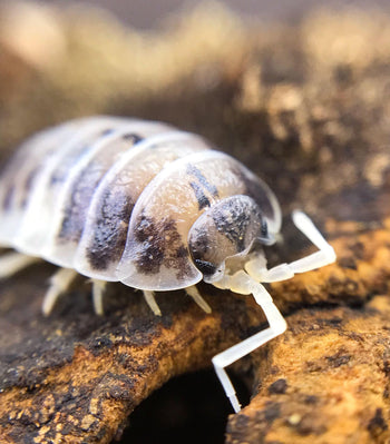 Porcellio Laevis "Dairy Cow"