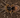 Grammostola pulchripes Chaco Golden Knee tarantula showing golden leg striping
