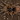 Grammostola pulchripes Chaco Golden Knee tarantula showing golden leg striping