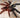 Psalmopoeus victori (Darth Maul Tarantula) Care Guide
