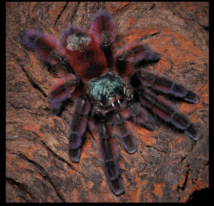 Caribena versicolor adult tarantula showing red, green, and purple coloration