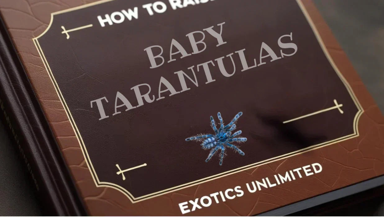 Baby Tarantula (Sling) Care Guide for New Keepers&nbsp;