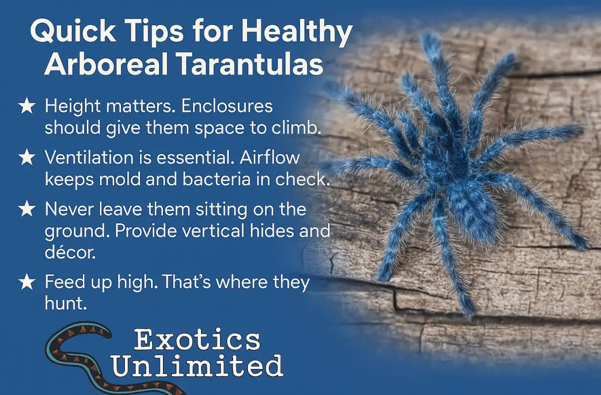 Complete Guide to Arboreal Tarantula Care: Expert Tips for Tree-Dwelling Spiders