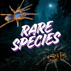 Rare Tarantulas