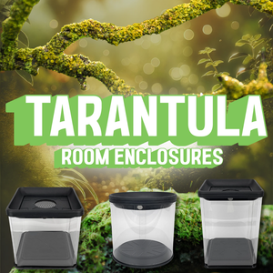 Tarantula Room Enclosures