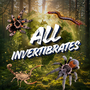 All Invertebrates