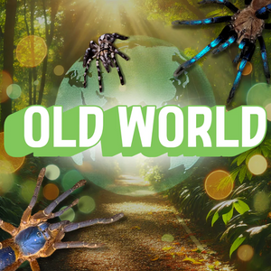 Old World Tarantulas