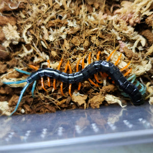Centipedes