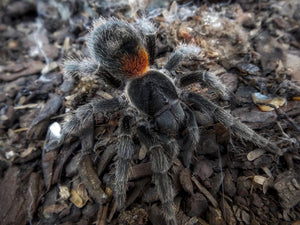 Dwarf Tarantulas