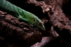 Tree Monitors For Sale | Exotics Unlimited