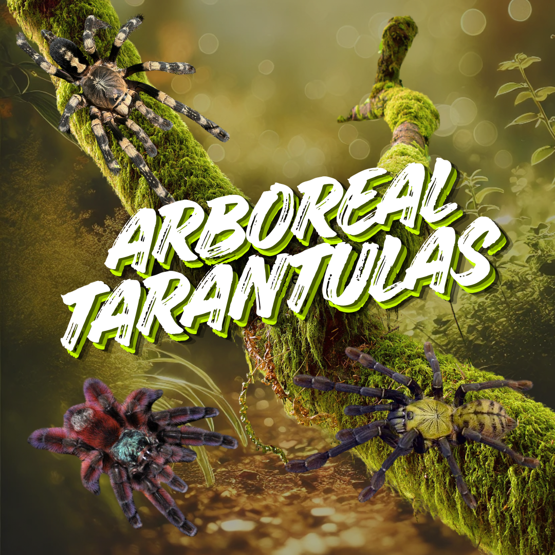 Best Arboreal Tarantulas for Sale | Exotics Unlimited