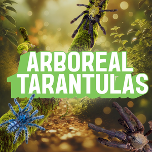 Arboreal Tarantulas