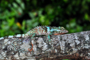 Sri Lankan Pygmy Lizards
