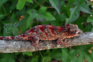 Gargoyle Geckos