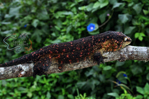 Leachianus Geckos For Sale | New Caledonian Giant Gecko | Exotics Unlimited