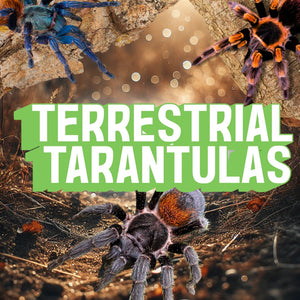 Terrestrial Tarantulas