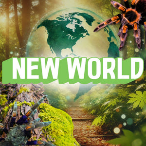 New World Tarantulas