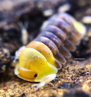 Isopods