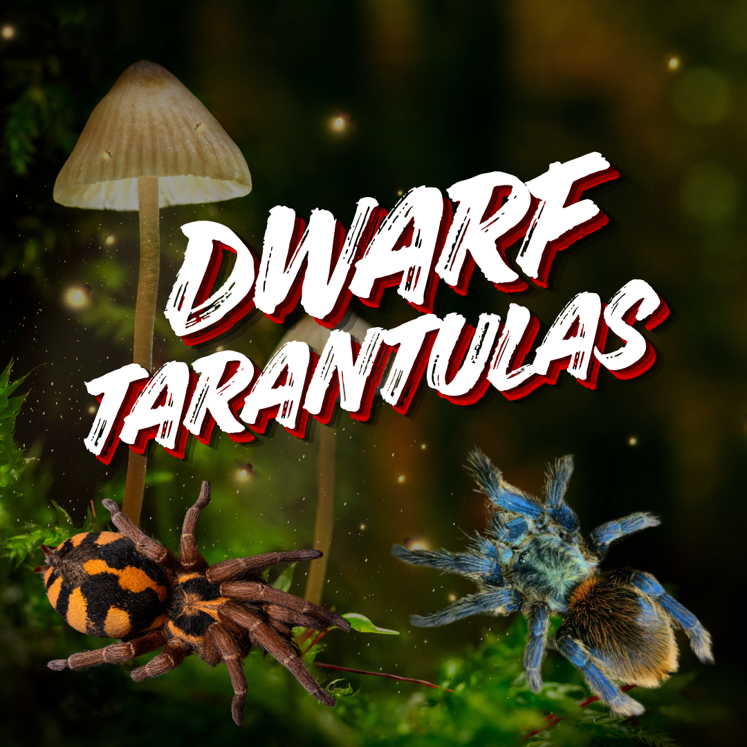 Best Dwarf Tarantulas for Sale | Exotics Unlimited
