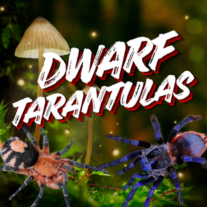 Dwarf Tarantulas