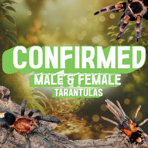 Confirmed Female & Male Tarantulas
