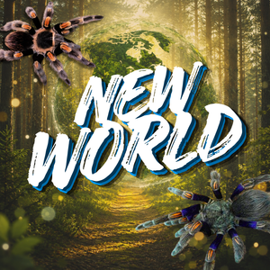 New World Tarantulas